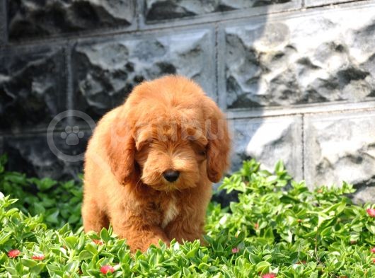 F1B Goldendoodle Yavrularimiz görsel