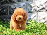 F1B Goldendoodle Yavrularimiz