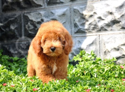 F1B Goldendoodle Yavrularimiz görsel
