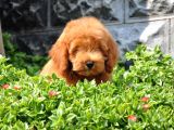 F1B Goldendoodle Yavrularimiz