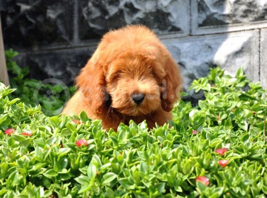 F1B Goldendoodle Yavrularimiz görsel