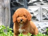 F1B Goldendoodle Yavrularimiz