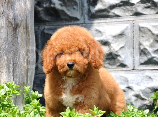 F1B Goldendoodle Yavrularimiz görsel