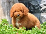 F1B Goldendoodle Yavrularimiz