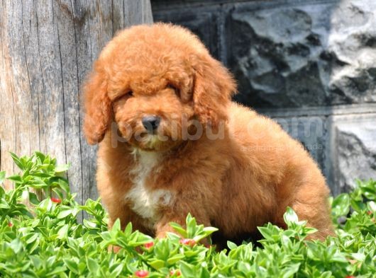 F1B Goldendoodle Yavrularimiz görsel