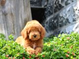 F1B Goldendoodle Yavrularimiz