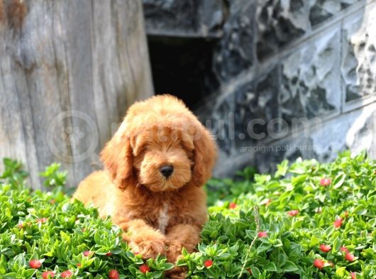 F1B Goldendoodle Yavrularimiz görsel