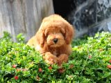 F1B Goldendoodle Yavrularimiz