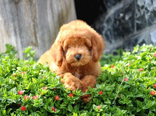 F1B Goldendoodle Yavrularimiz görsel