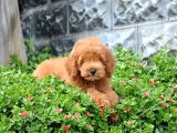 F1B Goldendoodle Yavrularimiz
