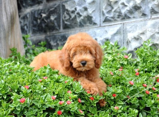 F1B Goldendoodle Yavrularimiz görsel