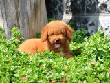 F1B Goldendoodle Yavrularimiz