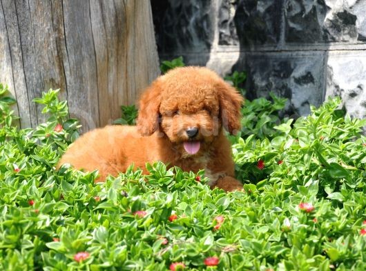 F1B Goldendoodle Yavrularimiz görsel