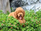 F1B Goldendoodle Yavrularimiz