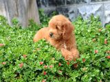 F1B Goldendoodle Yavrularimiz