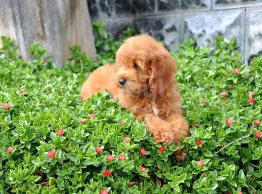 F1B Goldendoodle Yavrularimiz görsel