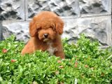 F1b Goldendoodle Yavrularimiz