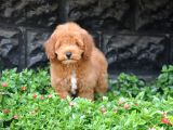 F1B Goldendoodle Yavrularimiz