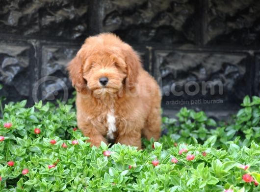 F1B Goldendoodle Yavrularimiz görsel