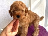 Ev Ortamında Büyüyen Toypoodle Bebekler