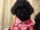 Muhteşem Black Toypoodle Bebekler