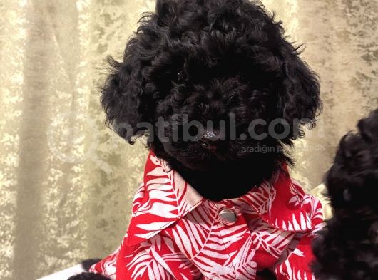 Muhteşem Black Toypoodle Bebekler