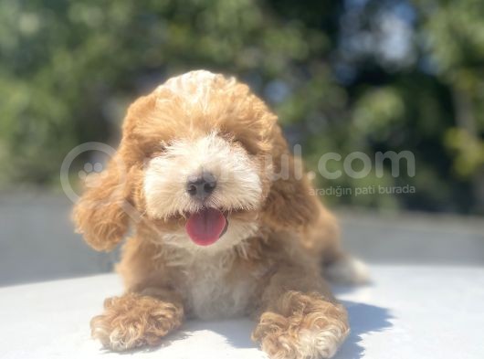 Çeşi̇t Çeşi̇t Malti̇poo Bebekler