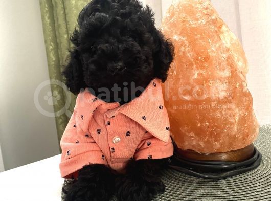 Mükemmel Toypoodle Bebekler görsel