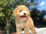 Parti̇colour Özel Renk Poodle Bebeği̇mi̇z