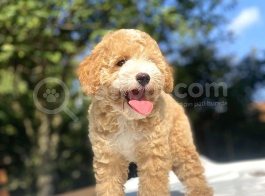 Parti̇colour Özel Renk Poodle Bebeği̇mi̇z görsel