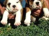 Egzotik İngiliz Bulldog Yavruları Mama Ve Malzeme Kanpanli