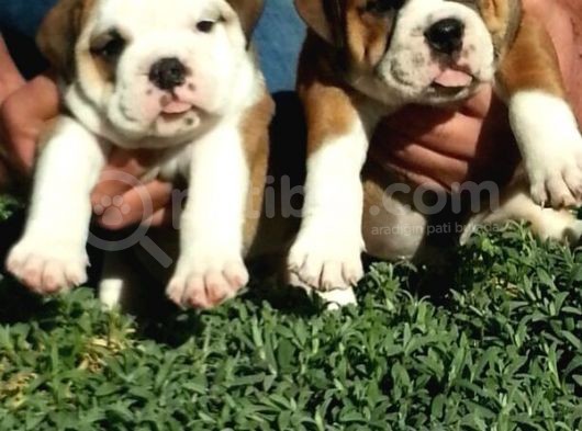 Egzotik İngiliz Bulldog Yavruları Mama Ve Malzeme Kanpanli görsel