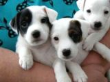 Jack Russell Yavruları Mama Ve Malzeme Kampanyalı