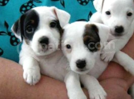 Jack Russell Yavruları Mama Ve Malzeme Kampanyalı görsel