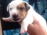 Jack Russell Yavruları Mama Ve Malzeme Kampanyalı