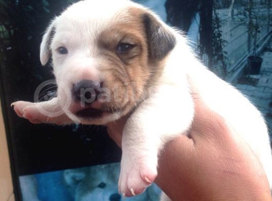 Jack Russell Yavruları Mama Ve Malzeme Kampanyalı görsel