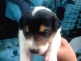 Jack Russell Yavruları Mama Ve Malzeme Kampanyalı