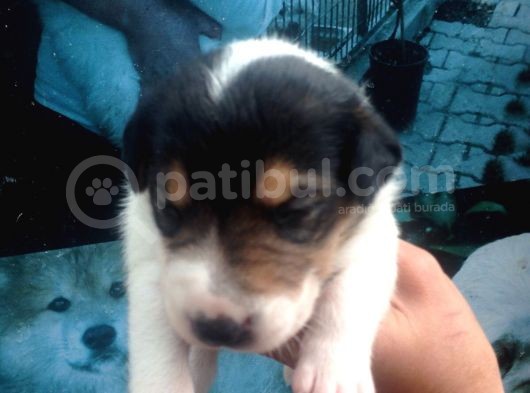 Jack Russell Yavruları Mama Ve Malzeme Kampanyalı görsel