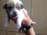 Jack Russell Yavruları Mama Ve Malzeme Kampanyalı