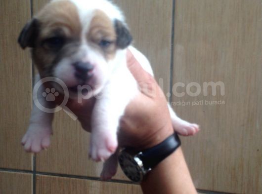 Jack Russell Yavruları Mama Ve Malzeme Kampanyalı görsel