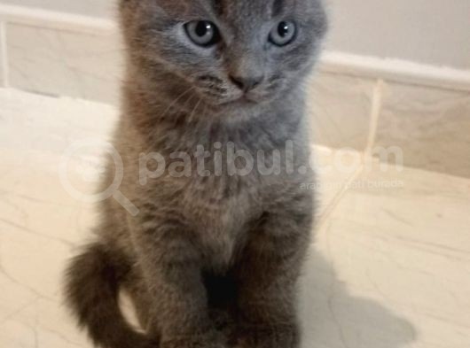 Sevimli Bebekler 1.5 Aylık görsel