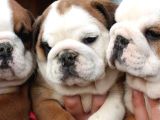 Egzotik İngiliz Bulldog Yavruları Mama Ve Malzeme Kanpanli