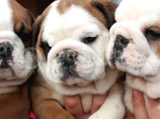 Egzotik İngiliz Bulldog Yavruları Mama Ve Malzeme Kanpanli görsel