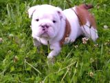 Egzotik İngiliz Bulldog Yavruları Mama Ve Malzeme Kanpanli