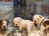 Egzotik İngiliz Bulldog Yavruları Mama Ve Malzeme Kanpanli