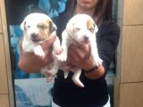 Jack Russell Yavruları Mama Ve Malzeme Kampanyalı