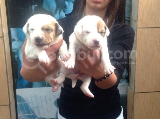 Jack Russell Yavruları Mama Ve Malzeme Kampanyalı