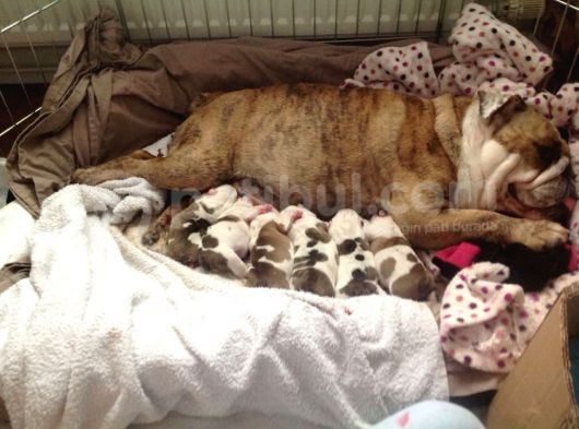 Egzotik İngiliz Bulldog Yavruları Mama Ve Malzeme Kanpanli görsel