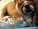 Egzotik İngiliz Bulldog Yavruları Mama Ve Malzeme Kanpanli