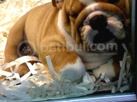 Egzotik İngiliz Bulldog Yavruları Mama Ve Malzeme Kanpanli görsel